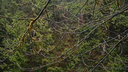 Wet tree branches covered in moss create a natural frame around a vibrant green temperate rainforest, showcasing the beauty of the Pacific Northwest