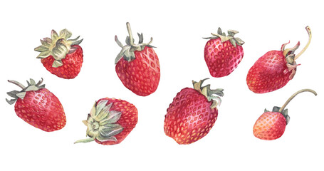 Watercolor set with strawberry and leaves isolated on white background. Hand-drawn sweet summer berry food for kitchen. Cute red fruit dessert for menu cafe. Clipart for sticker cookbook or wallpaper © NatashaKun