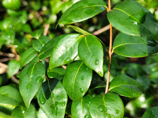 The background of wet leaves exposed to raindrops looks fresh and beautiful green.	
