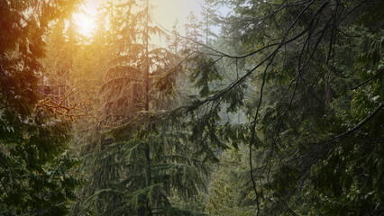 Warm sunlight filtering through branches of coniferous trees in a misty forest, creating a magical and enchanting atmosphere