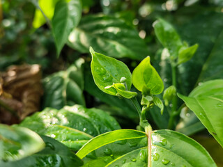 Memories for the name of the Ylang-ylang flower, the yellow flower petals smell good, look fresh after the rain. Close up of Dwarf Ylang-Ylang flower.	
