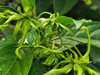 Memories for the name of the Ylang-ylang flower, the yellow flower petals smell good, look fresh after the rain. Close up of Dwarf Ylang-Ylang flower.	

