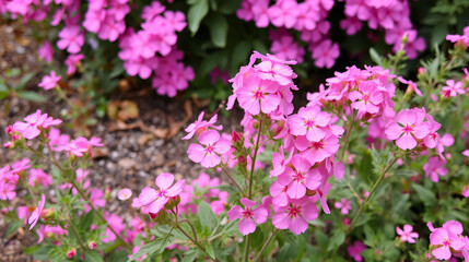 Pink flowers subulate Phlox as an element of landscape design. Background