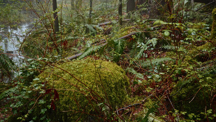 Beautiful green moss growing on rock in foggy and humid forest with ferns and stream