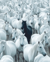 Obraz premium A single black horse stands out amidst a vast herd of white horses, creating a striking visual contrast of color and individuality within a large group dynamic. : Generative AI