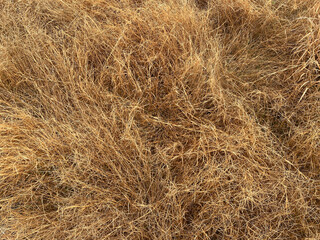 dry grass texture background