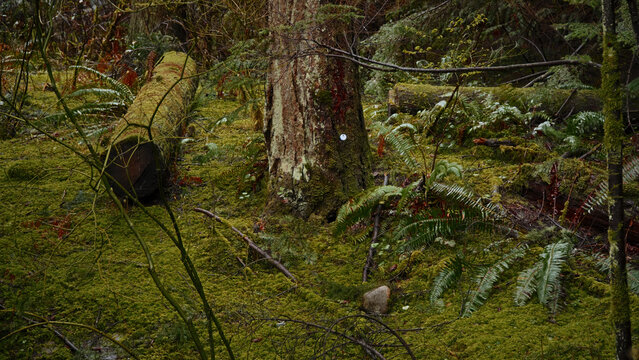 Vibrant green moss blankets the forest floor, interspersed with ferns and fallen trees, creating a serene and natural woodland scene