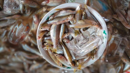 Fresh small fish in plastic container for sale in fish market, Thailand.