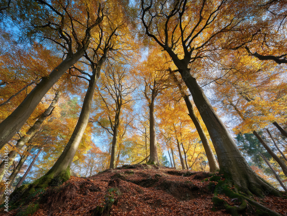 Poster autumnal sunlight illuminates tall beech trees in a golden forest, low angle view showing exposed ro