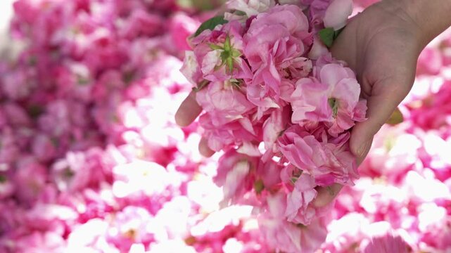 Rose petals in the hands of a young woman. The Roses of Taif are only collected by hand