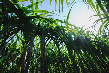 Sugarcane crops  grow in fthe ield