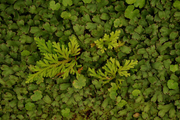 Fresh green ivy leaves form a natural, textured background of plant foliage, suggesting summer growth in a lush garden