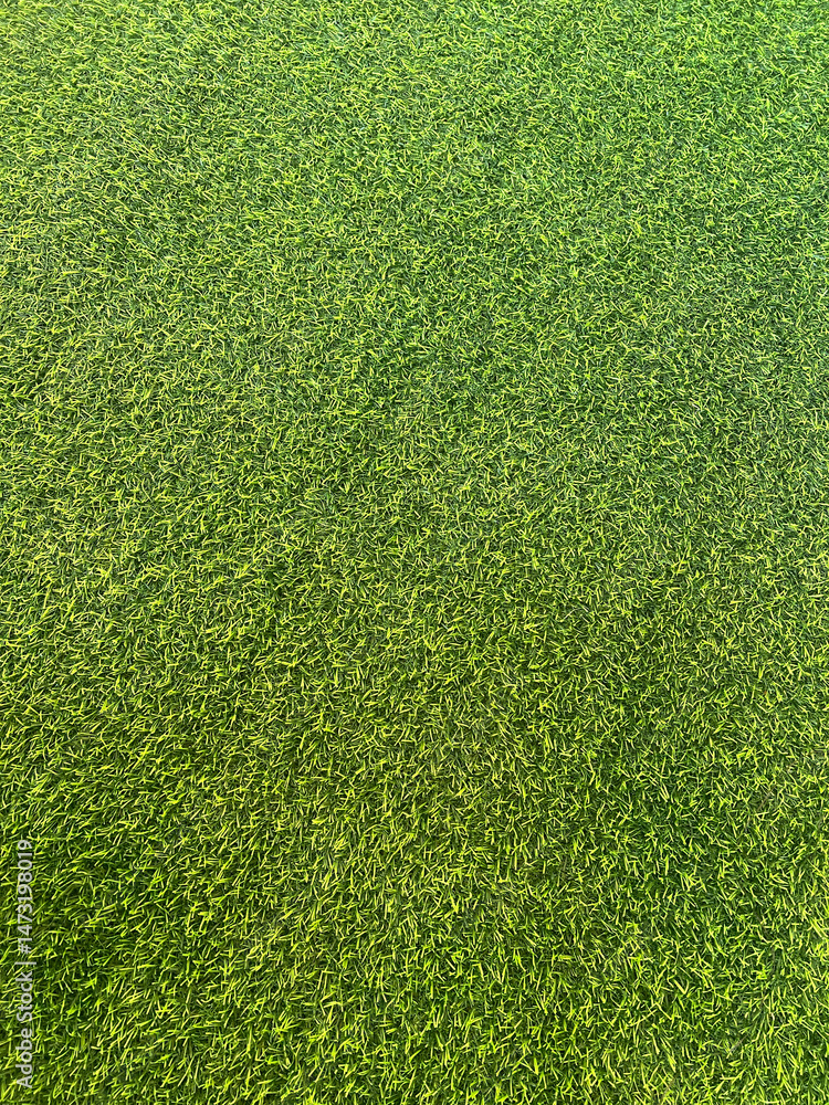 Poster green grass texture background. top view of a field with a lot of grass.