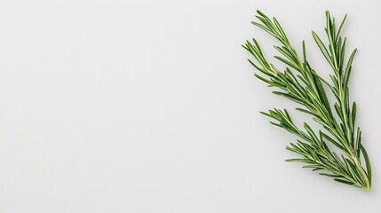 Naklejka premium A fresh rosemary sprig lies on a clean white background, representing simplicity and natural flavor.