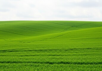 Fototapeta premium Lush green field landscape view