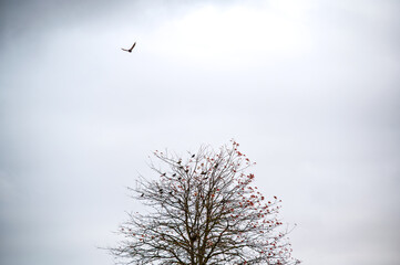 Low angle view of flock of birds perching on a bare tree against the sky background, with a single bird fying above the tree