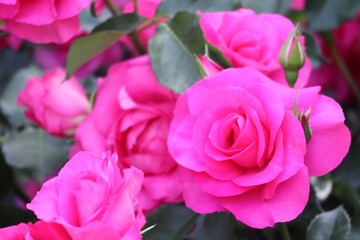 鮮やかなピンクのバラの花のアップ（ローズうらら）