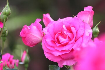 鮮やかなピンクのバラの花のアップ（ローズうらら）