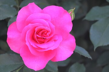 鮮やかなピンクのバラの花のアップ（ローズうらら）一輪