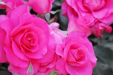 鮮やかなピンクのバラの花のアップ（ローズうらら）