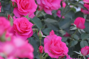 鮮やかなピンクのバラの花のアップ（ローズうらら）