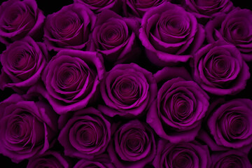 Naklejka premium bunch of purple roses on a black background