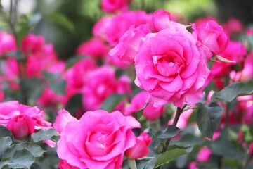 鮮やかなピンクのバラの花のアップ（ローズうらら）