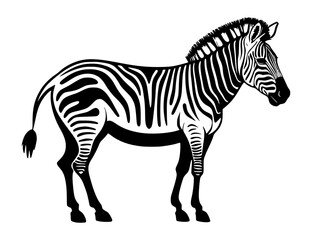 Obraz premium illustration of zebra on white background