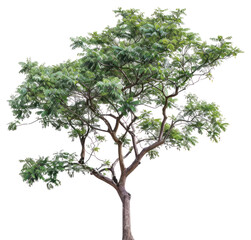 Obraz premium PNG Lush green tree on white