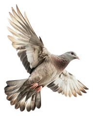 Fototapeta premium PNG A flying dove bird photography pigeon graceful.