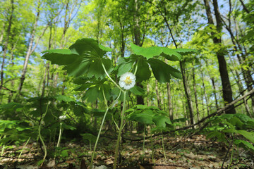 Wide-angle view of a blooming Mayapple (Podophyllum peltatum), a native plant found in the understory of North American forests. 