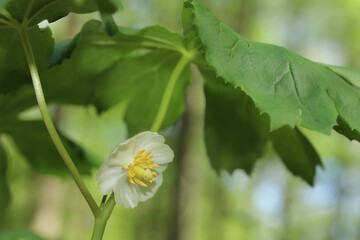 The large white flower of the Mayapple (Podophyllum peltatum) plant.  A single flower blooms on a stem in the spring. 