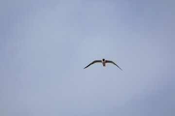 Seagull at Perdido Key Beach
