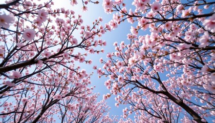 Cherry blossom trees in full bloom nature park photography springtime looking up seasonal beauty
