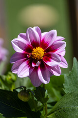 Fototapeta premium Close up view of a single bright pink, red, and yellow dahlia flower blossom, blooming in an outdoor sunny garden