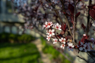 Fototapeta premium Close up view of dainty white color purple leaf sand cherry (prunus cistena) bush blossoms, blooming in spring with defocused background