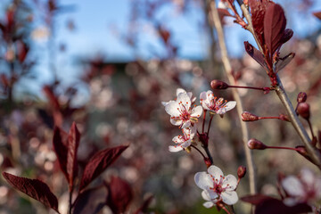 Close up view of dainty white color purple leaf sand cherry (prunus cistena) bush blossoms, blooming in spring with defocused background