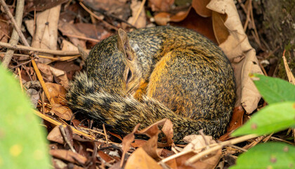 Curled squirrel rests in a bed of leaves, its tail wrapped around its body