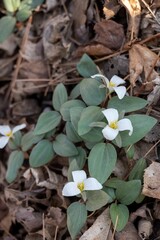 Close up view of uncultivated white snow trillium (trillium nivale) wildflowers growing undisturbed in a North American ravine setting in spring