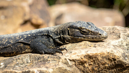 Reptile basks on a rock, textured skin and claws visible in the sunlight, resting calmly
