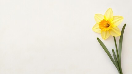A single yellow daffodil flower with green leaves on a plain light background, positioned in the lower right corner.