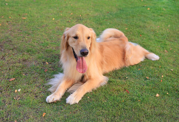 Portrait of Golden retriever lying on the grass in the garden.