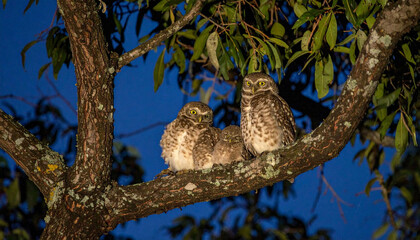Three owls perched on a tree branch, gazing outwards amidst green leaves against a dark blue sky