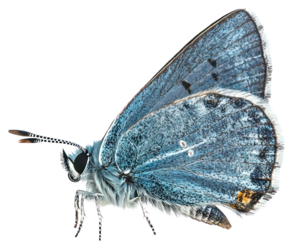 PNG A blue butterfly photography isolated animal.