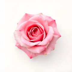 pink rose isolated on white background