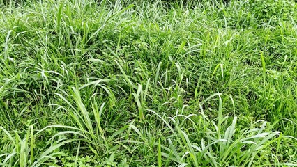 Close-up of lush green grass in a field, capturing natural texture and growth.