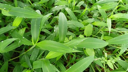 Obraz premium Close-up of bright green grass with morning dew drops.