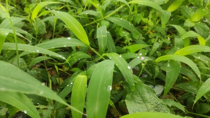 Obraz premium Close-up of bright green grass with morning dew drops.