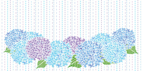アジサイ　梅雨　花　背景	
