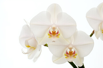 close up of a white orchid flower on a white background